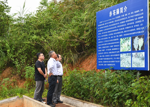 自治区水利厅党组书记、厅长杨焱调研生物所赤苍藤项目开展工作情况