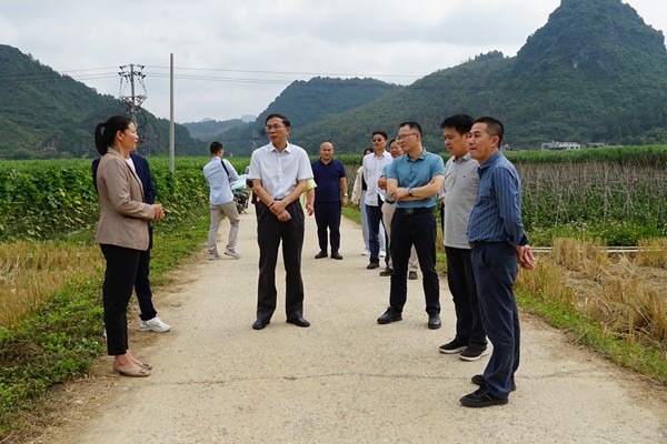 院党组副书记、副院长林树恒带队赴百色市田阳区新建村等开展产业发展专题调研