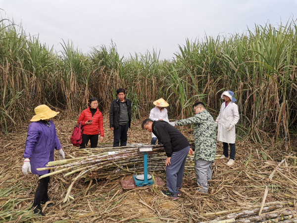 宾阳甘蔗粉垄现场查定.jpg