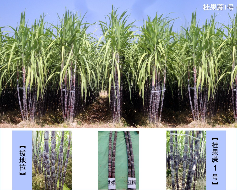 桂果蔗1号（展示图）1.jpg