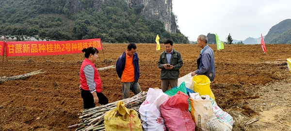 科技人员向种植户赠送甘蔗桂热2号种茎_副本.jpg