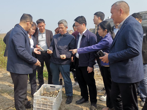 张述宽副院长带队赴兴业县卖酒镇开展食用木薯种植现场培训推进会