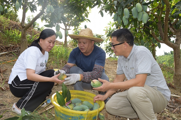 李丽研究员带领团队在田间取样_副本.jpg