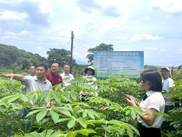 兴业县卖酒镇食用木薯产业工作指导_副本.jpg