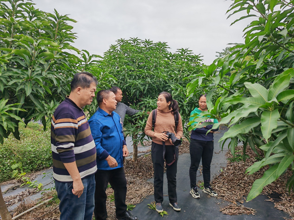 园艺所科技人员到百色开展芒果科技服务