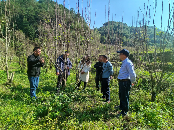 园艺所科技人员到玉林市兴业县南方早熟梨基地调研