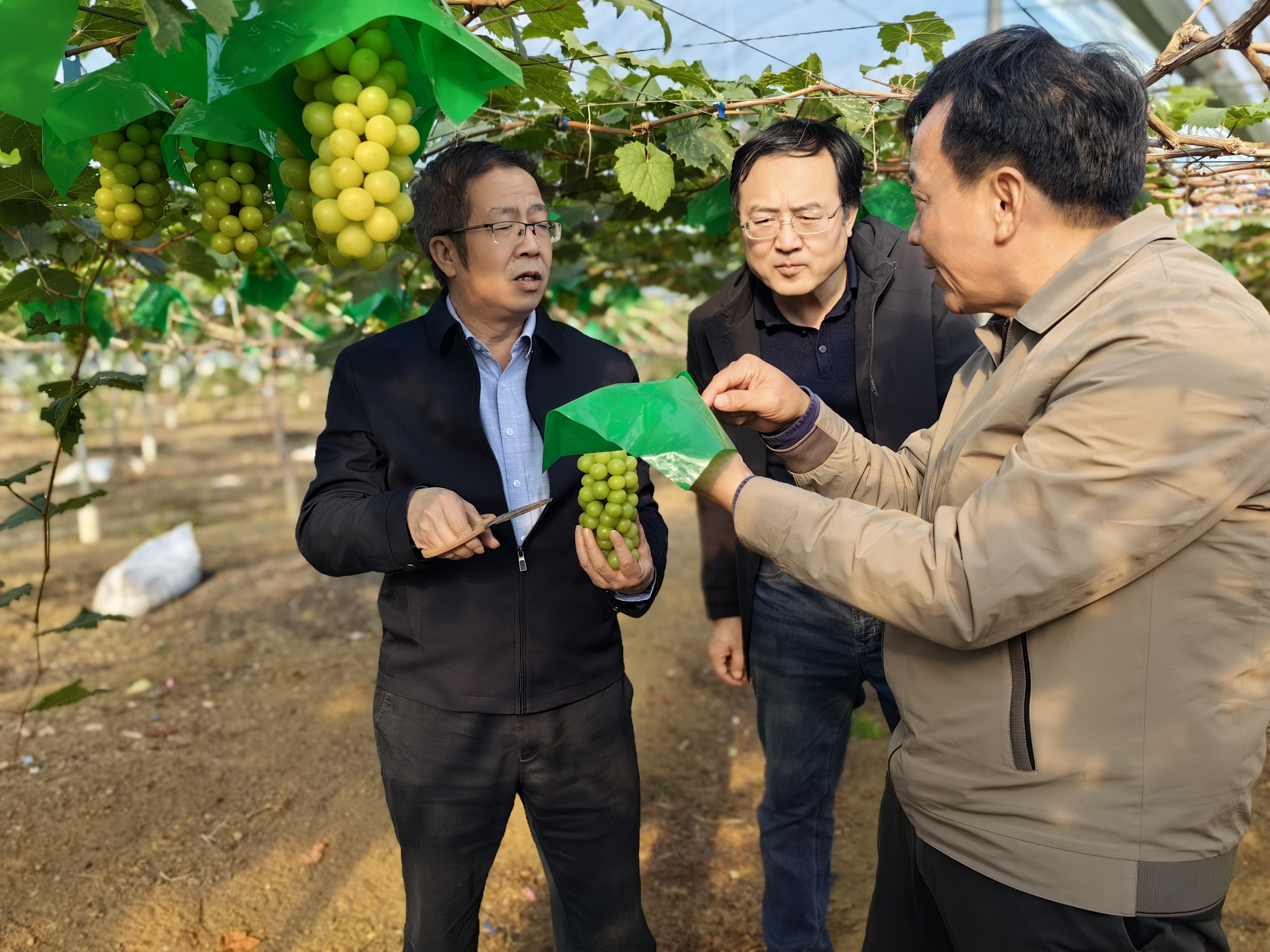 中科院植物所专家到葡萄所交流