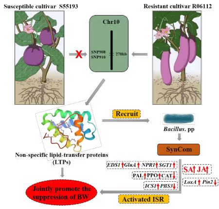 蔬菜所番茄茄子团队在Horticulture research发表茄子抗青枯病机制研究方面取得的新进展