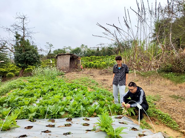 在剑麻研究基地，团队成员采摘了使用“麻水液体肥”浇灌的蔬菜，以进行进一步的检测分析。_副本.jpg