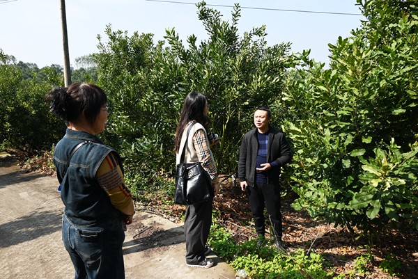 邕宁区澳洲坚果种植基地技术指导图_副本.jpg