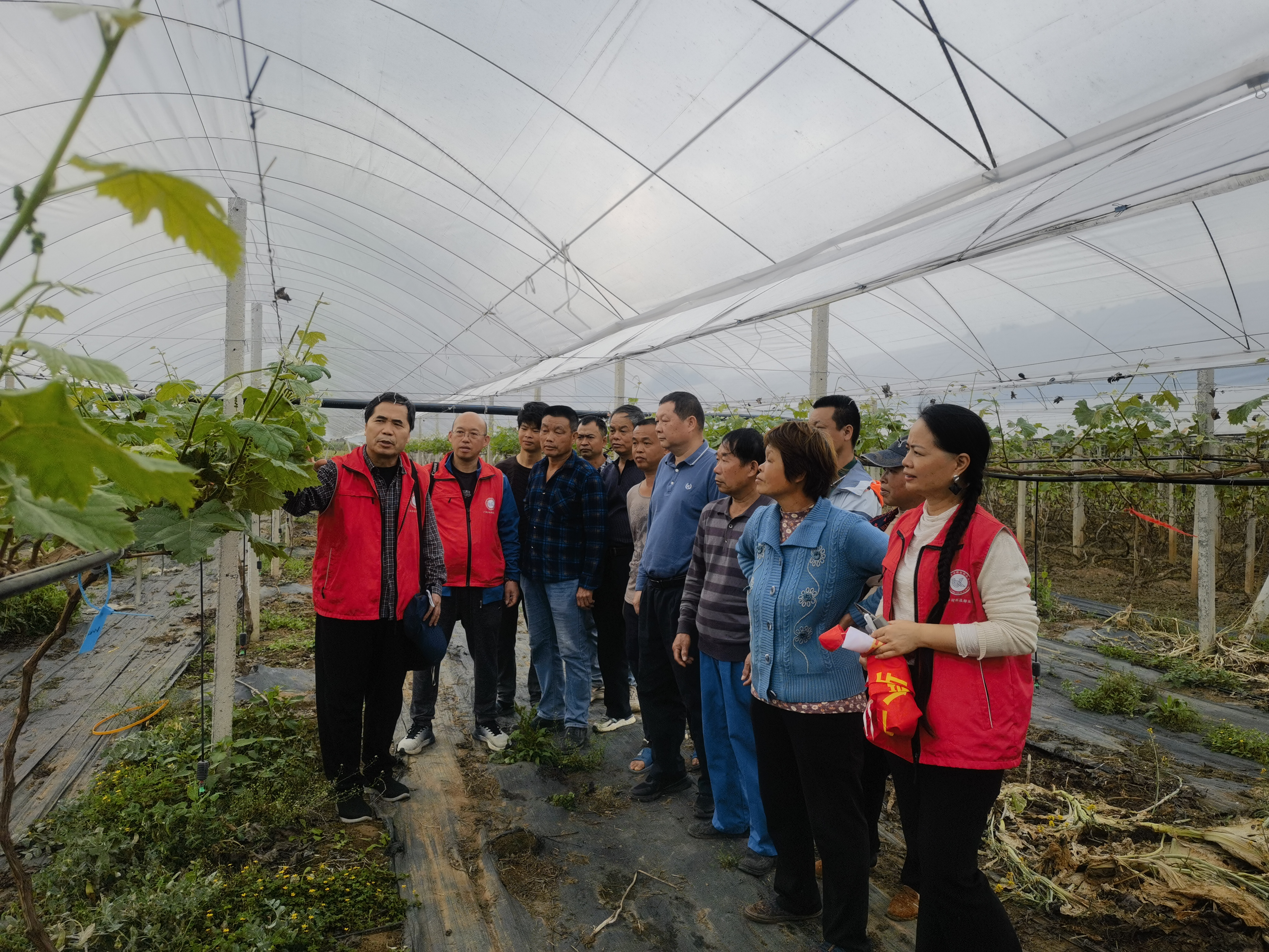 广西特色水果（葡萄）先锋队赴柳江区开展科技下乡促春耕技术培训