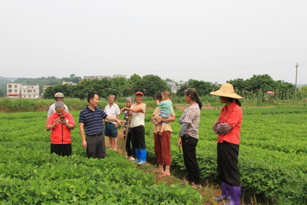 广西大豆油料创新团队组织专家开展农业科技服务活动.png