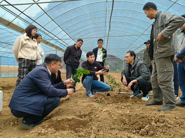 重点实验室科技人员赴德保县开展百香果春耕指导