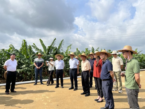 陈振东副院长到‘桂蕉9号’种植基地调研指导