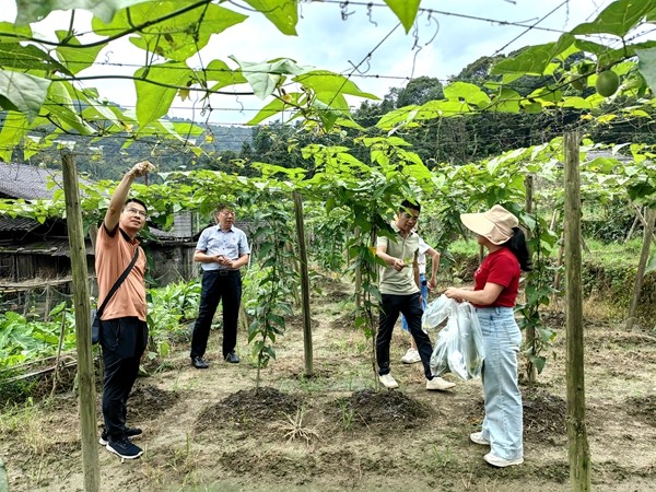 先锋队在罗汉果种植基地调查_副本.jpg