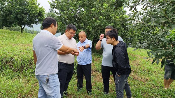 在迪思公司坚果基地考察种植情况_副本_副本.jpg