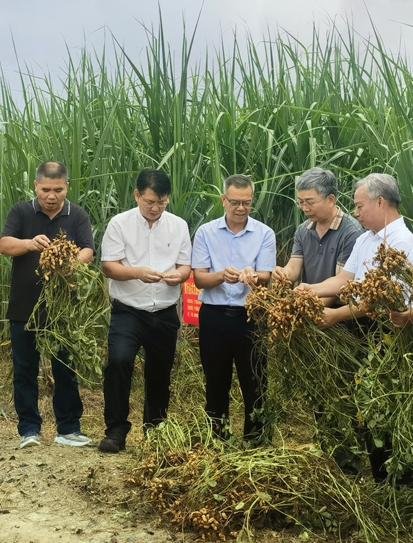 经作所举办“宽行丛式甘蔗+花生高效复合栽培技术”现场观摩会