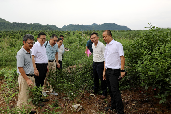 广西壮族自治区茶叶科学研究所到广西南亚所调研交流