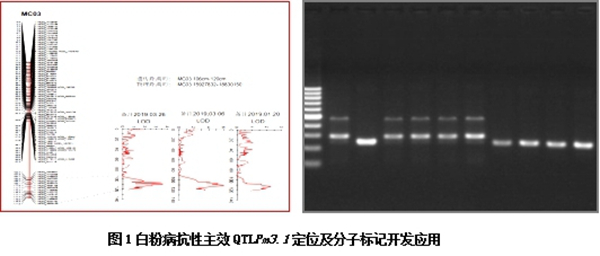 创新苦瓜育种“加速度”，助推产业提质增效