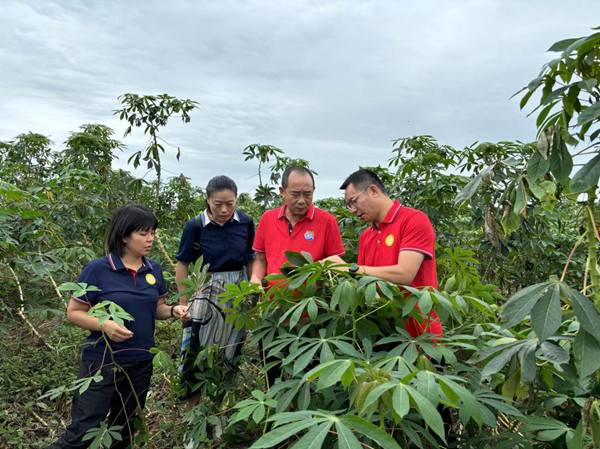 国家木薯产业技术体系岗站科学家到经作所木薯基地调研交流