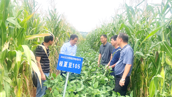 全国大豆玉米带状复合种植专家指导组组长到经作所调研交流