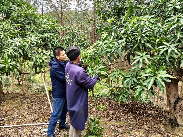 陈永森研究员开展芒果寒害调查_副本.jpg