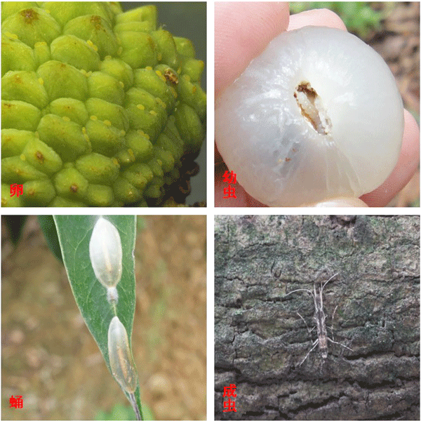 简单高效实用的绿色技术——光驱避法防控荔枝蛀蒂虫技术